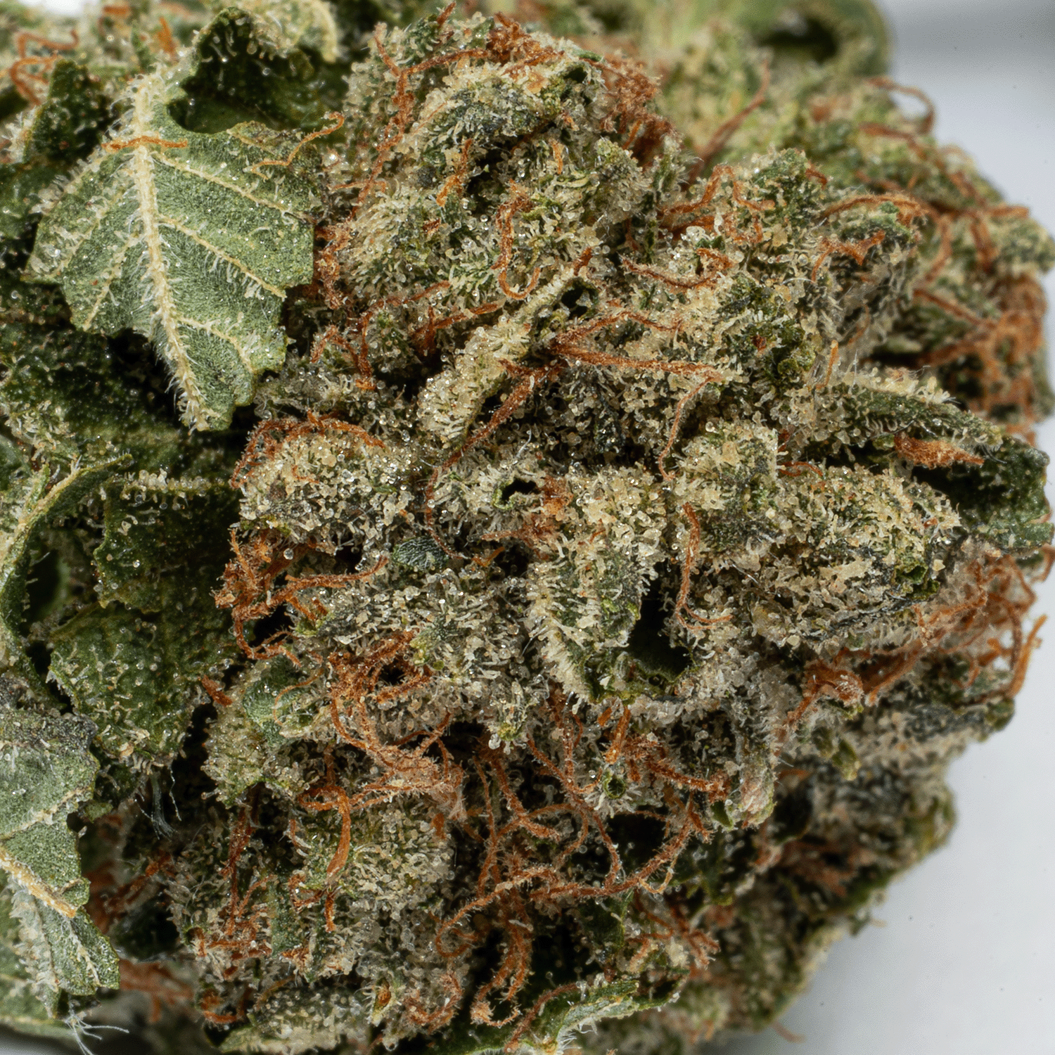 Glue Dream (AA) Glue Dream (AA)