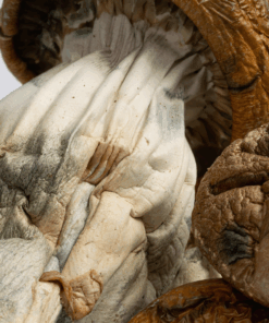 Golden Mammoth Mushrooms Golden Mammoth Mushrooms