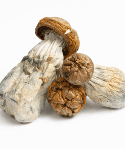 Golden Mammoth Mushrooms Golden Mammoth Mushrooms