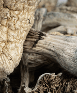Golden Teacher Mushrooms