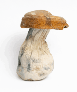 King Kong Mushrooms King Kong Mushrooms