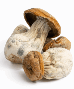 King Kong Mushrooms King Kong Mushrooms
