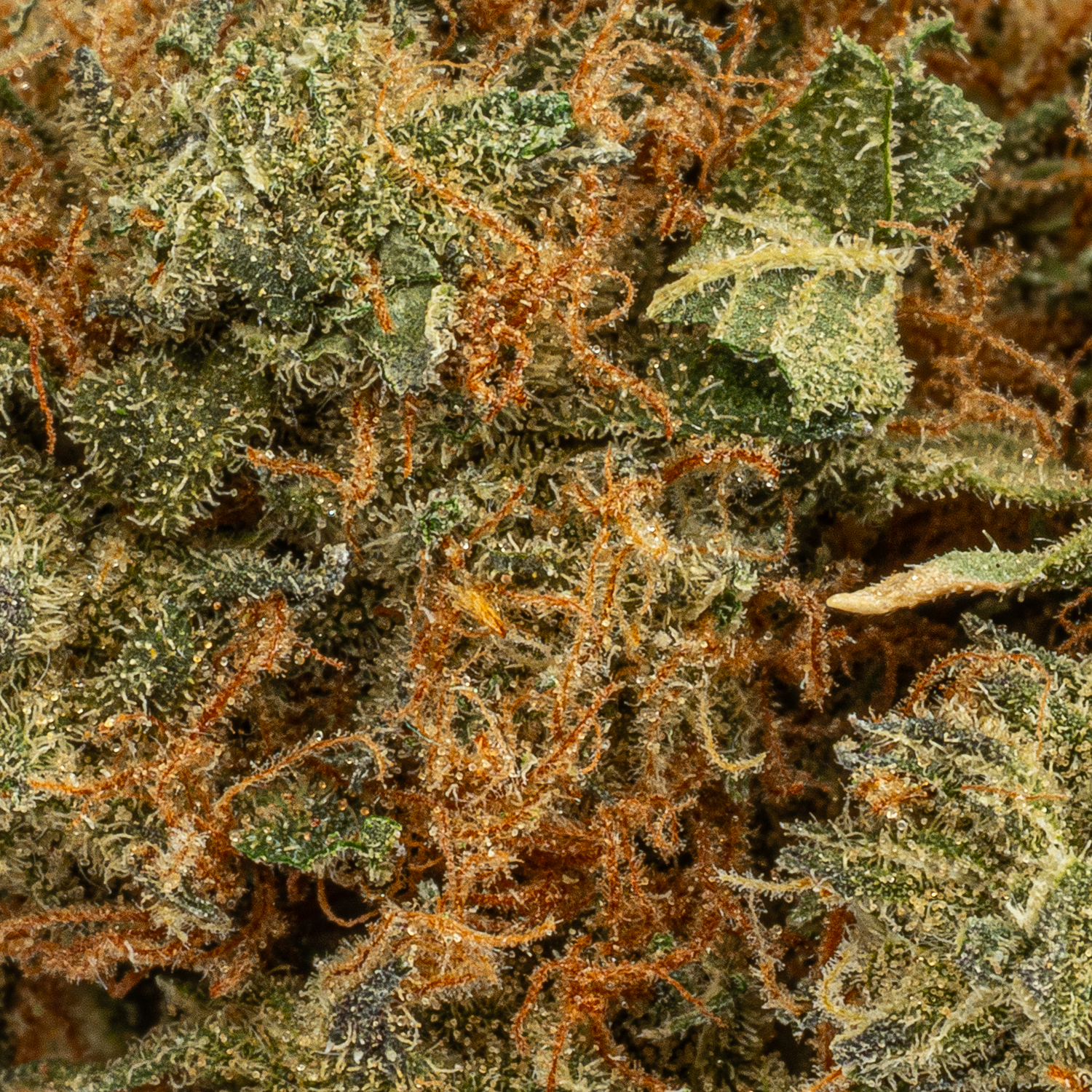 Lamb's Bread (AA+) Lamb's Bread (AA+)