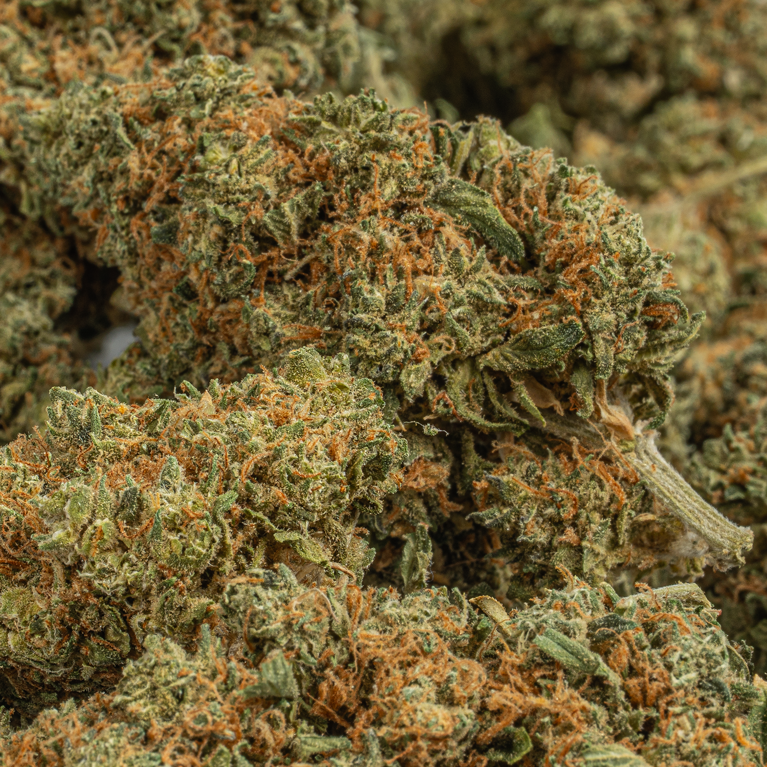 Lamb's Bread (AA+) Lamb's Bread (AA+)