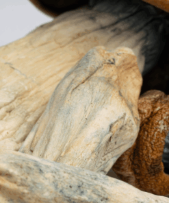 Makilla Gorilla Mushrooms Makilla Gorilla Mushrooms