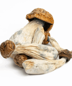 Makilla Gorilla Mushrooms Makilla Gorilla Mushrooms
