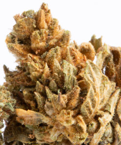 Pitbull (A) Pitbull (A)