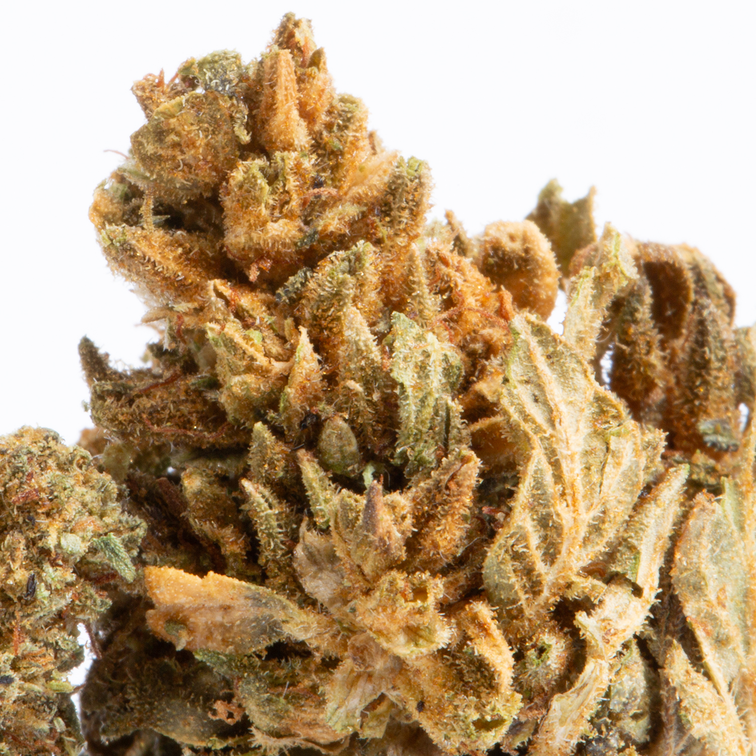 Pitbull (A) Pitbull (A)