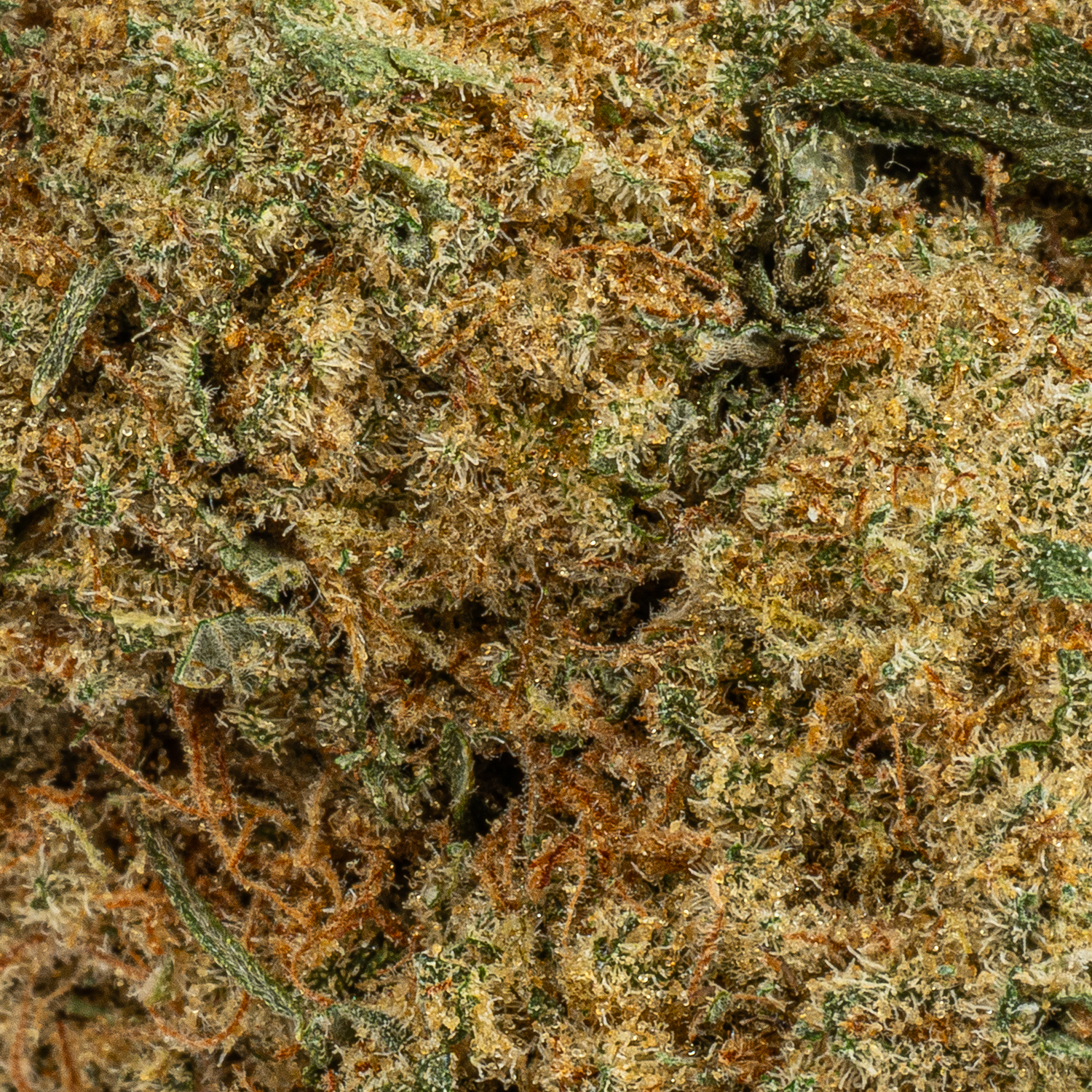 Silky Johnson (AAA+) Silky Johnson (AAA+)