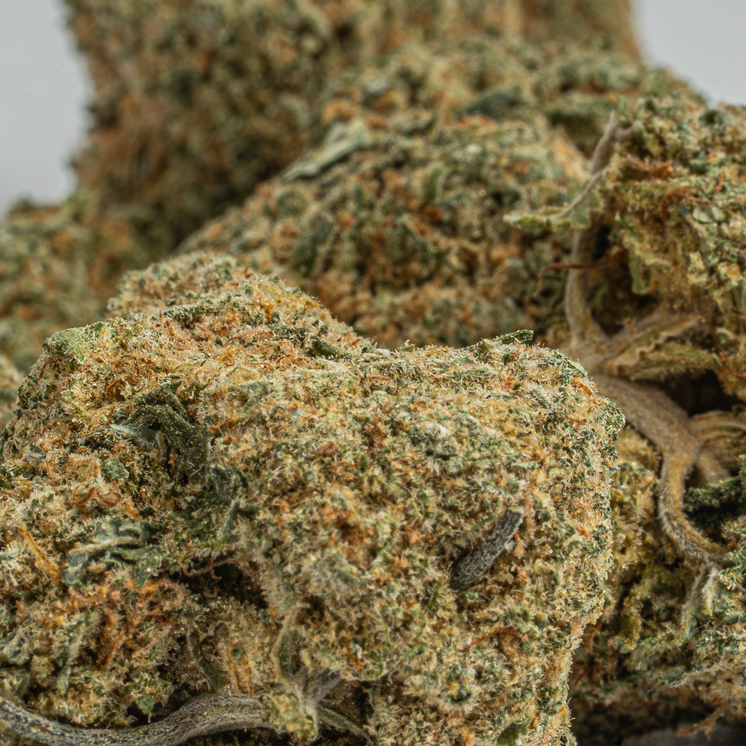 Silky Johnson (AAA+) Silky Johnson (AAA+)