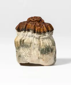 Texas Yellow Caps Mushrooms