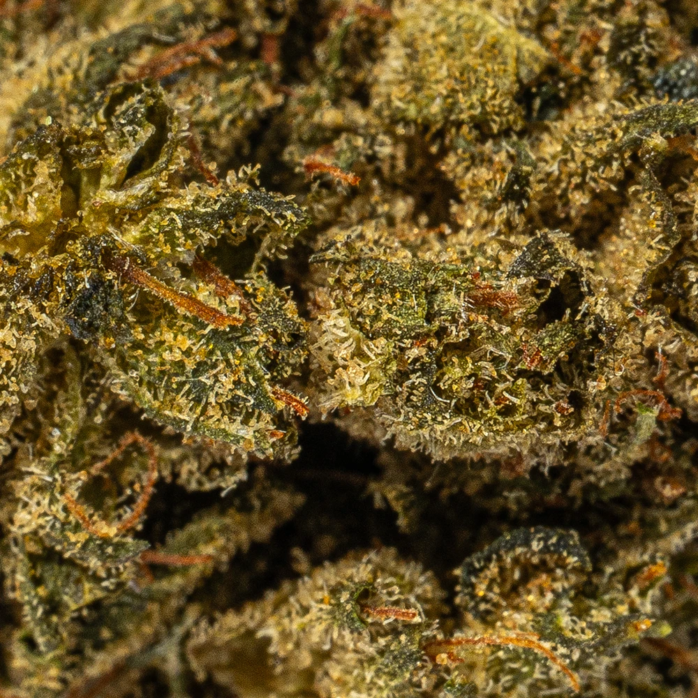 (Smalls) El Chapo (AAAA) (Smalls) El Chapo (AAAA)