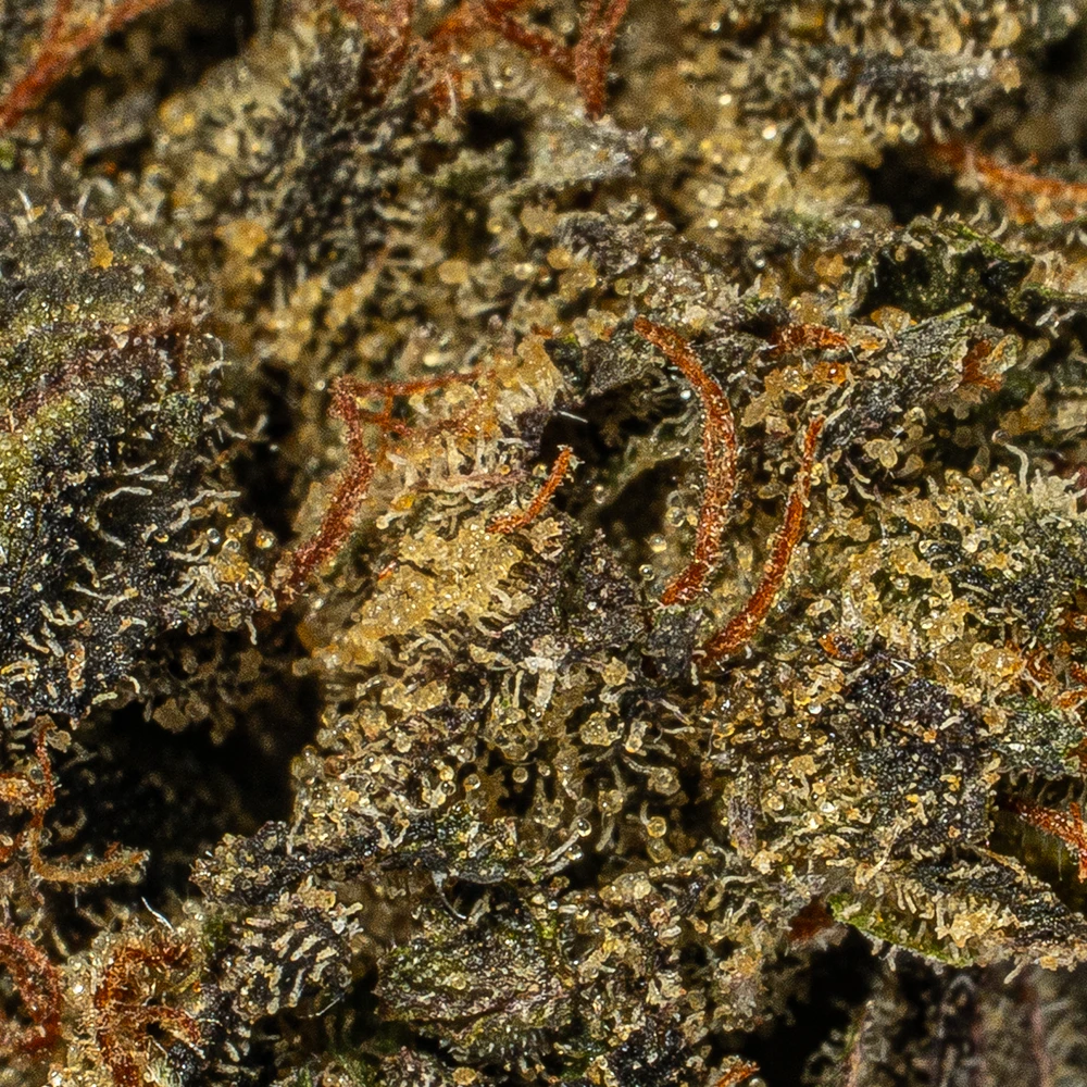 (Smalls) Grizzly Pink (AAAA) (Smalls) Grizzly Pink (AAAA)