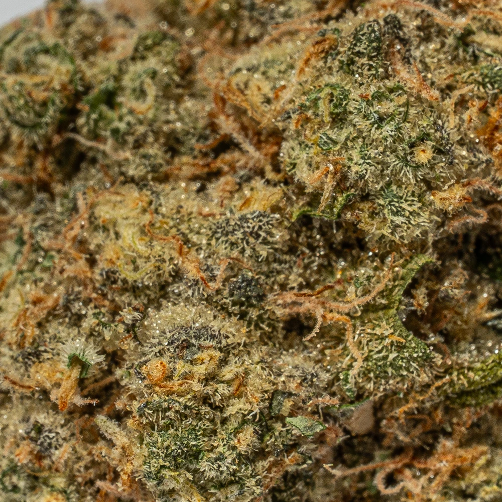 Harlequin (AAA) Harlequin (AAA)