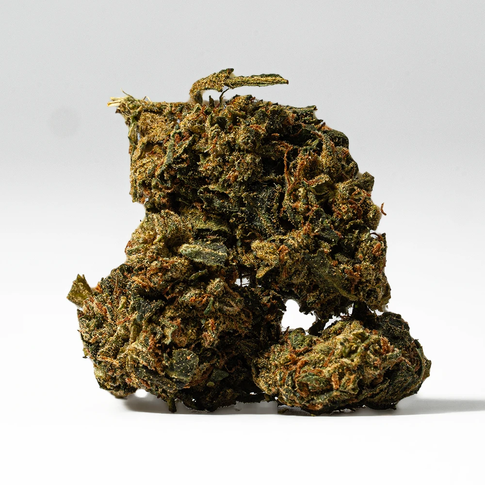 King Tut (AA) King Tut (AA)