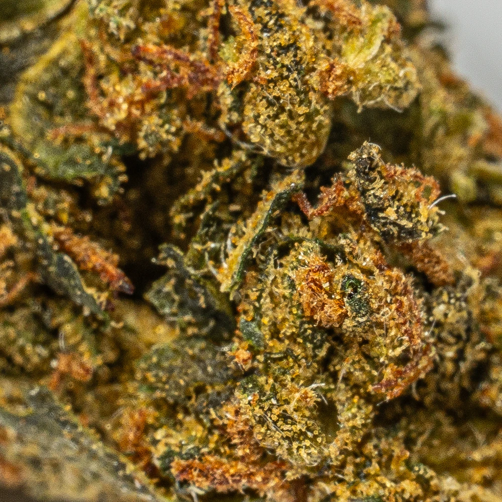 King Tut (AA) King Tut (AA)