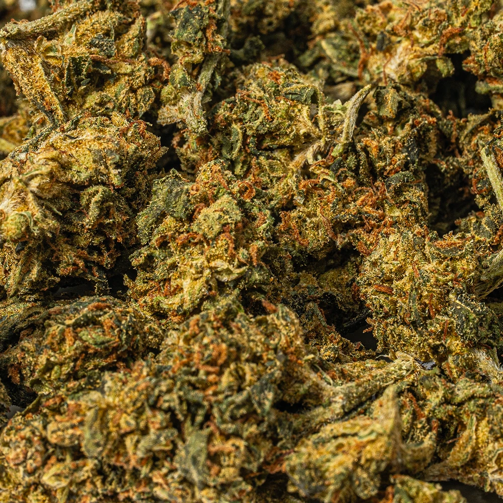 King Tut (AA) King Tut (AA)