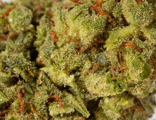 Bruce Banner (AA+) Bruce Banner (AA+)