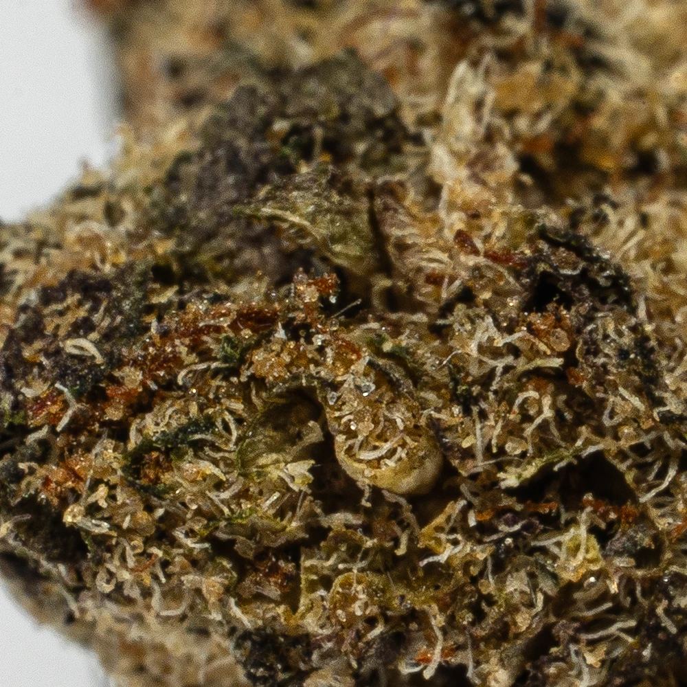 (Smalls) Oreoz (AA) (Smalls) Oreoz (AA)