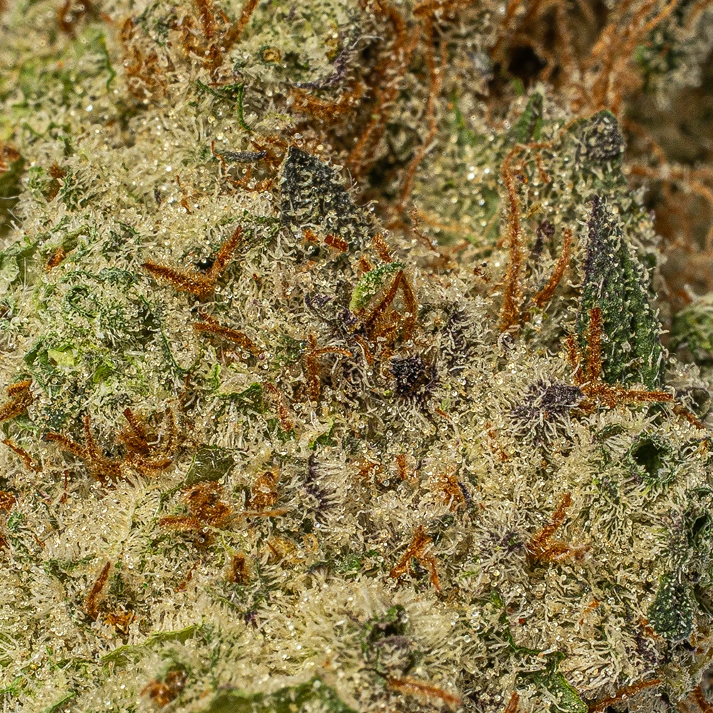 Poison Fruit (AAA+) Poison Fruit (AAA+)