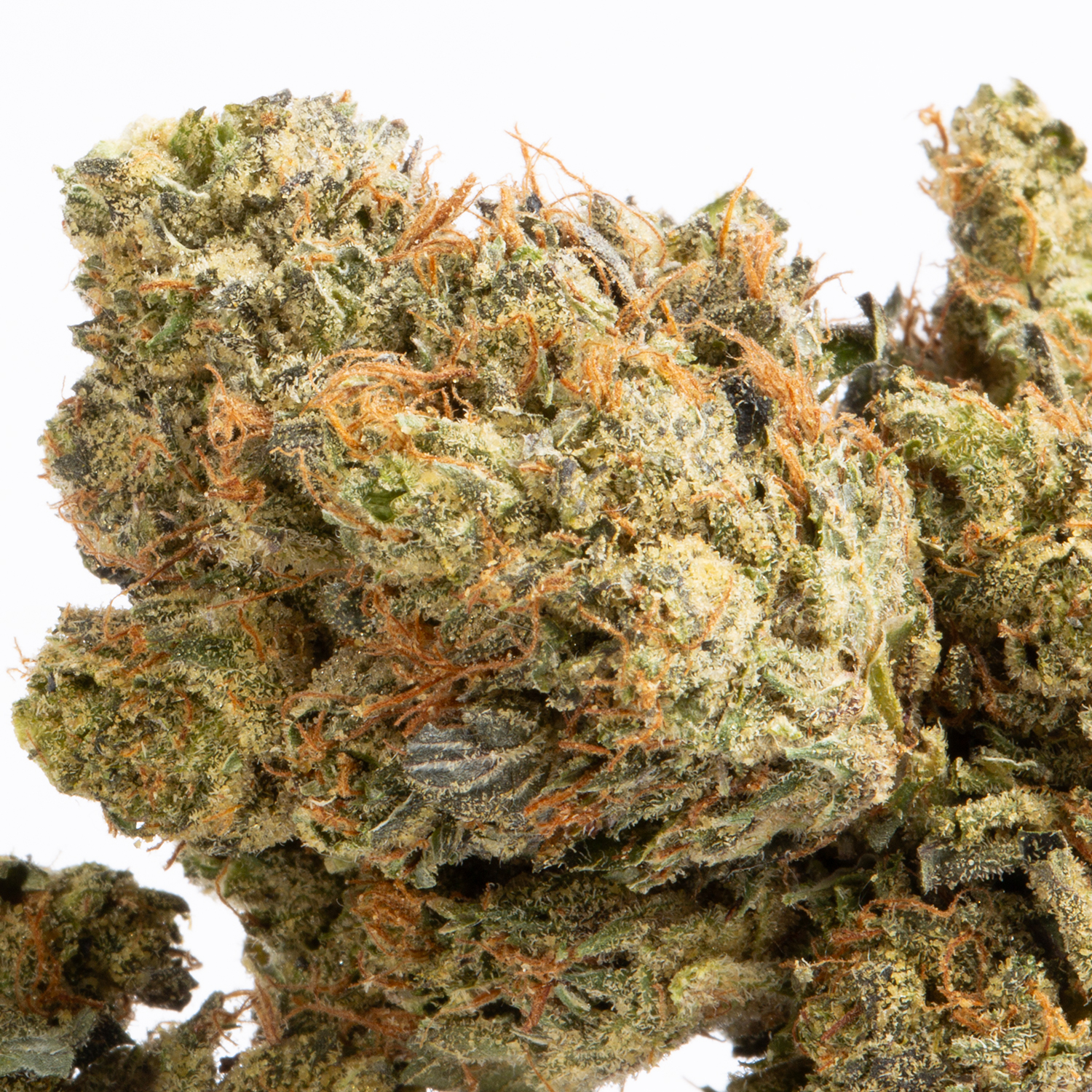 Pussy Pink (AAA+) Pussy Pink (AAA+)