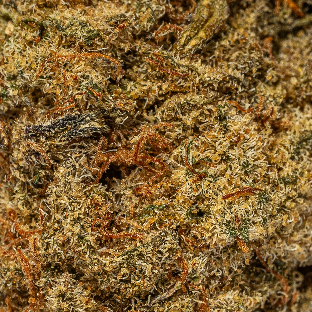 Sweet Tooth (AA) Sweet Tooth (AA)