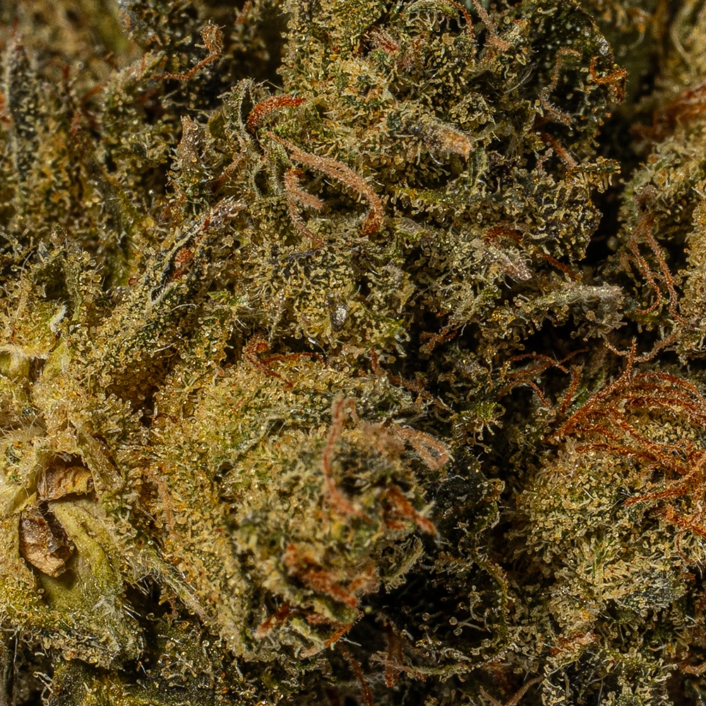 White Death (AAA) White Death (AAA)