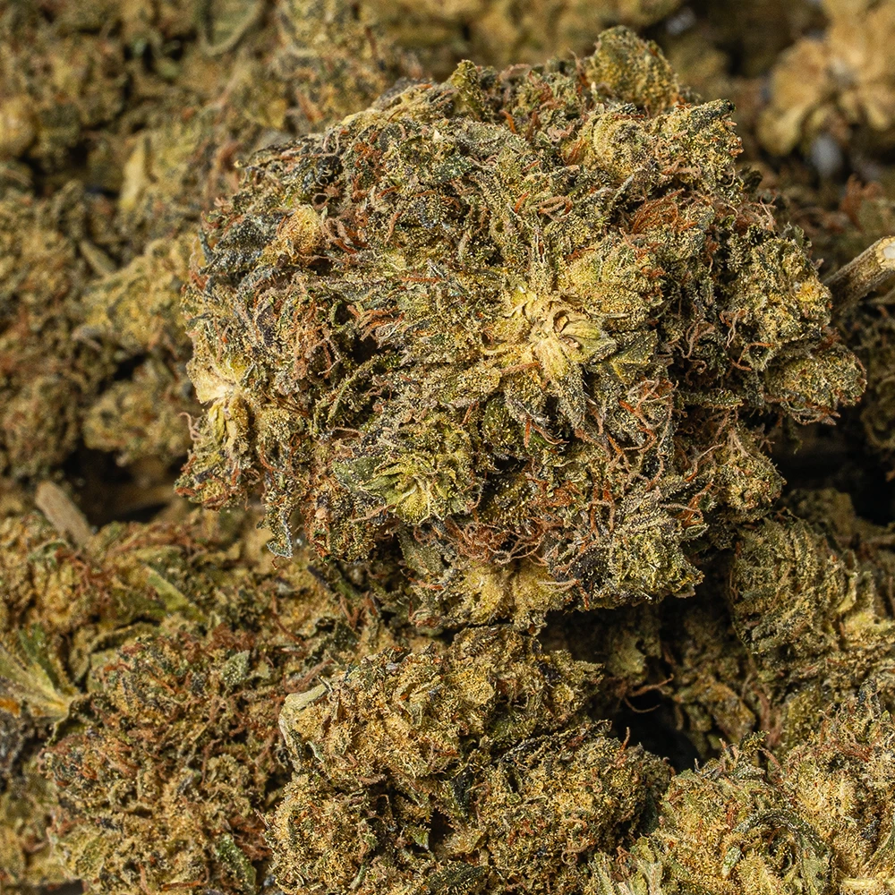 White Death (AAA) White Death (AAA)