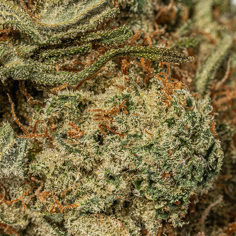 White Thunder (AAA+) White Thunder (AAA+)