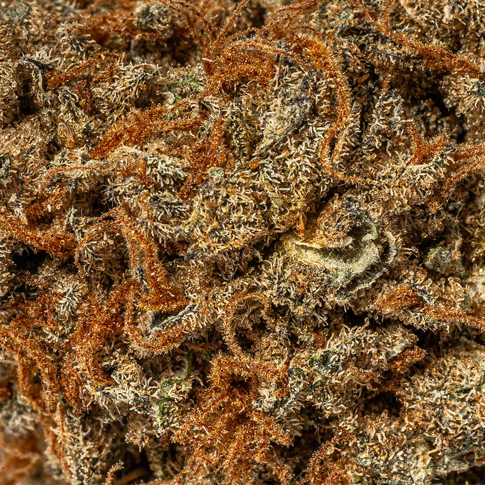 Wookies (AA) Wookies (AA)