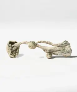 Albino Penis Envy (A.P.E) Mushrooms