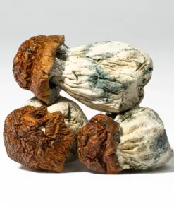 Blue Meanies Mushrooms