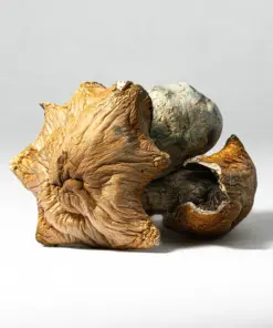 Hillbilly Pumpkin Mushrooms Hillbilly Pumpkin Mushrooms