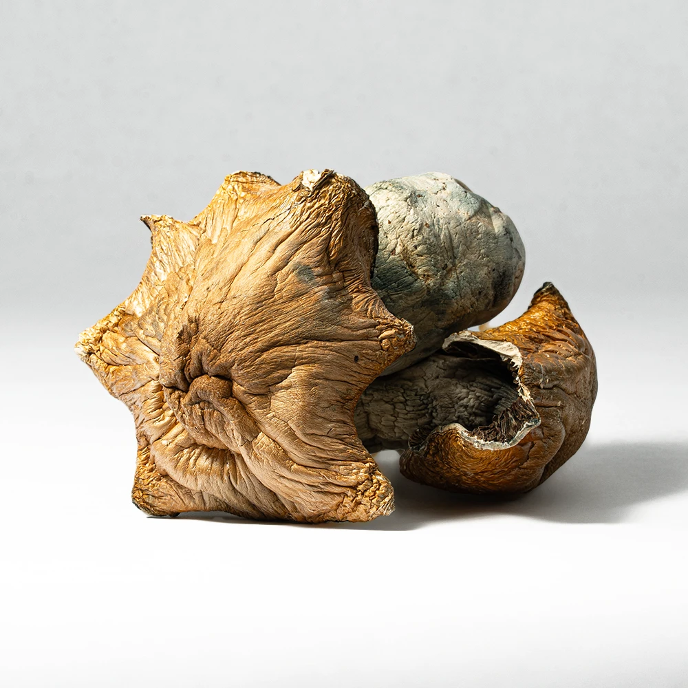 Hillbilly Pumpkin Mushrooms Hillbilly Pumpkin Mushrooms