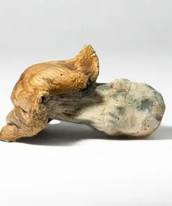 Hillbilly Pumpkin Mushrooms Hillbilly Pumpkin Mushrooms