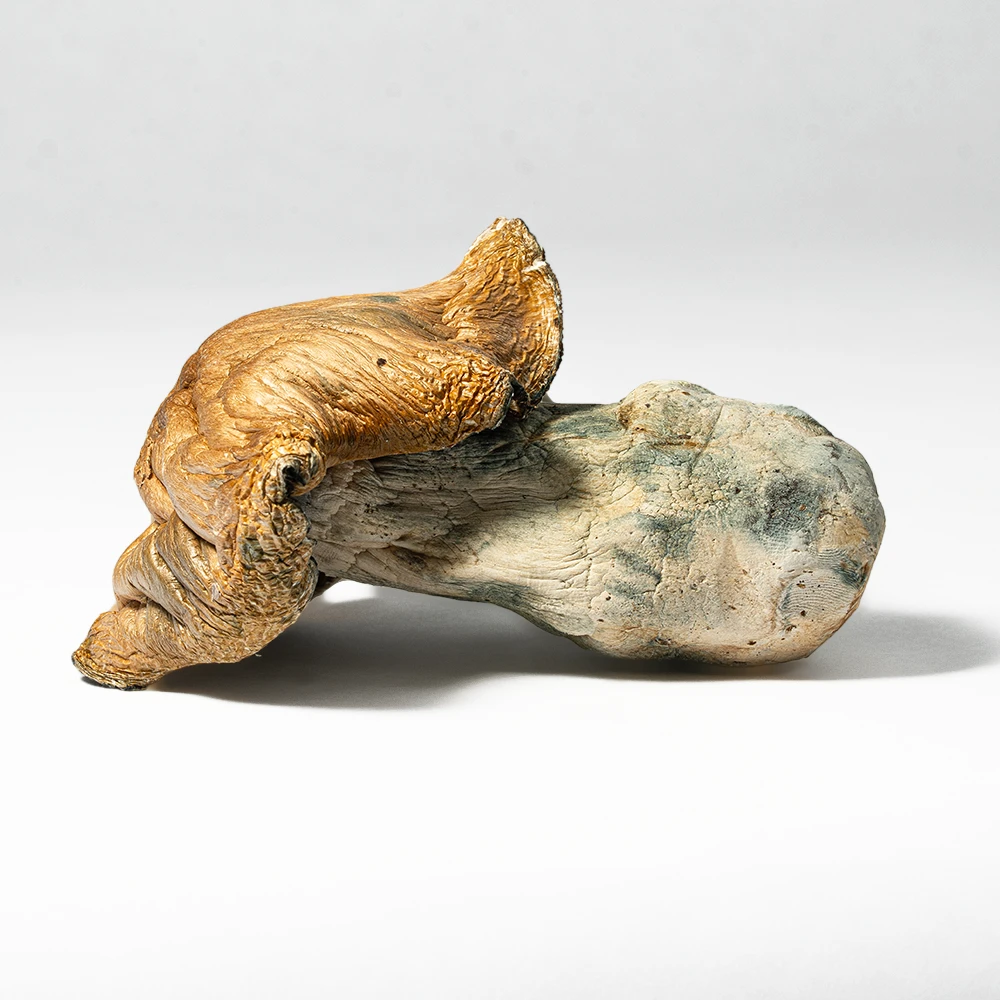 Hillbilly Pumpkin Mushrooms Hillbilly Pumpkin Mushrooms