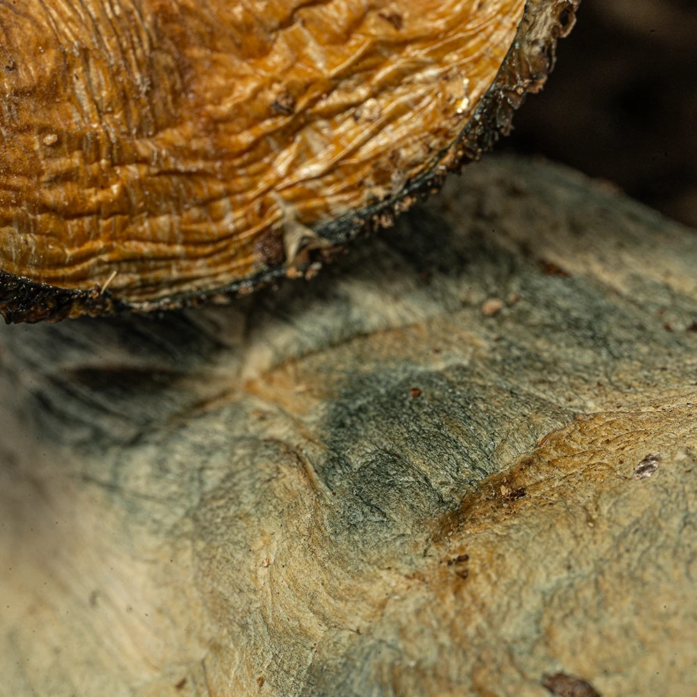 Hillbilly Pumpkin Mushrooms Hillbilly Pumpkin Mushrooms