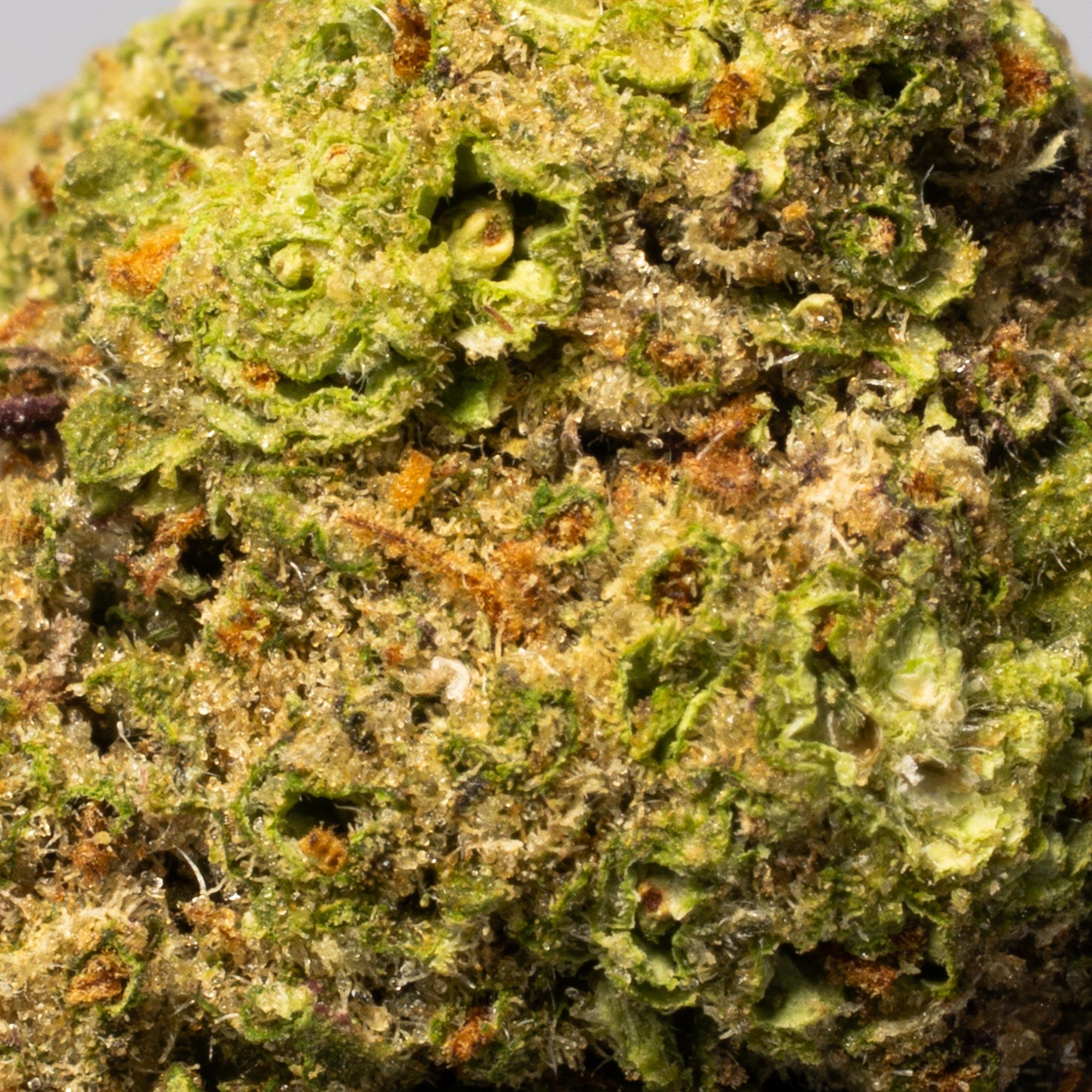 Apple Fritter (AA) Apple Fritter (AA)