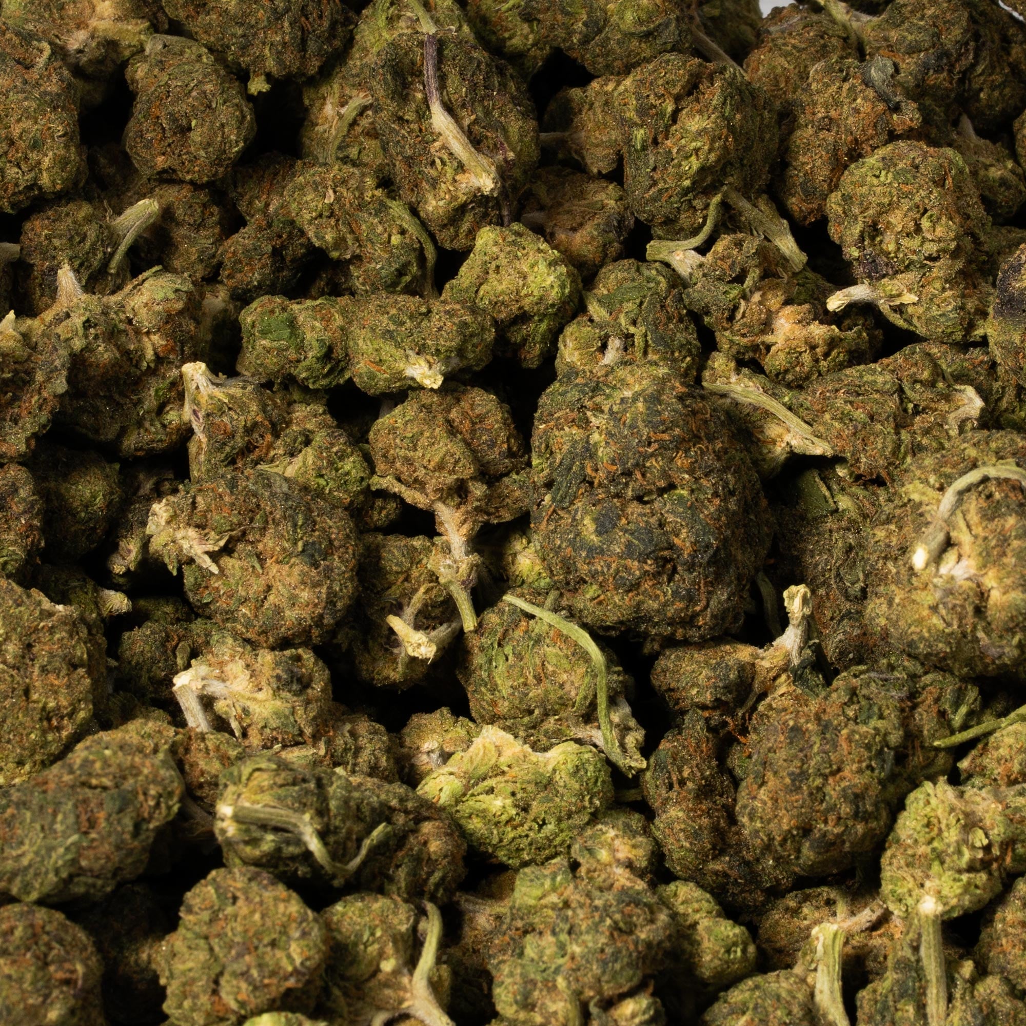 Apple Fritter (AA) Apple Fritter (AA)