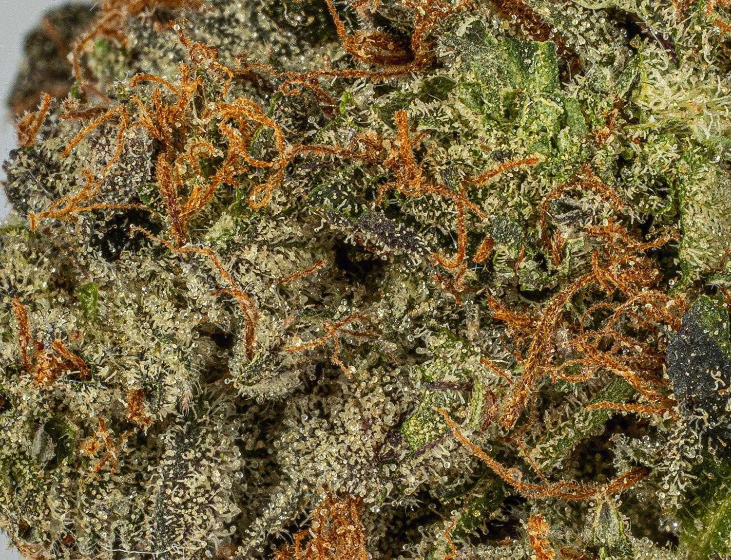 Georgia Pine (AA+) Georgia Pine (AA+)