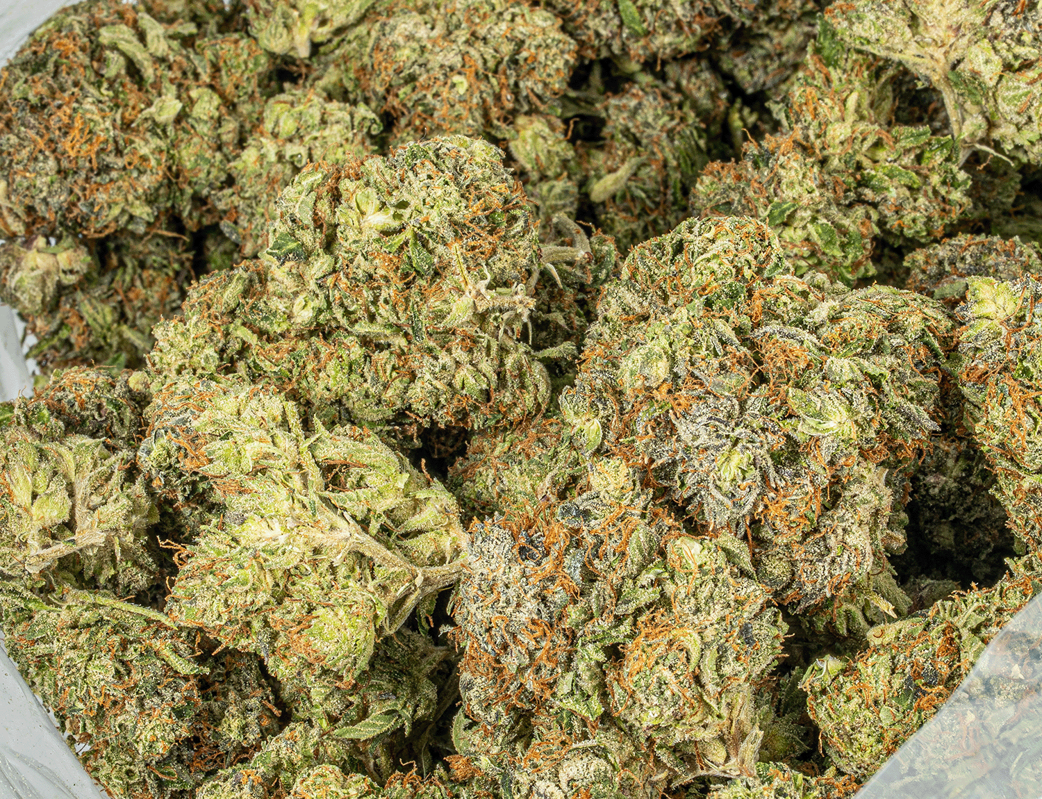 Georgia Pine (AA+) Georgia Pine (AA+)