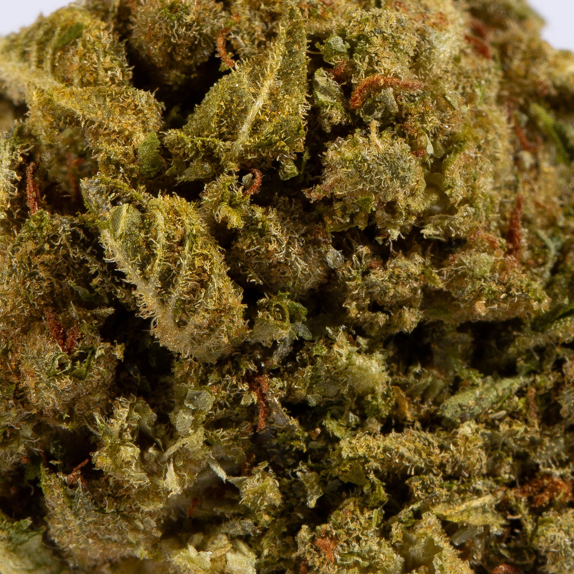 Mango Tango (A) Mango Tango (A)