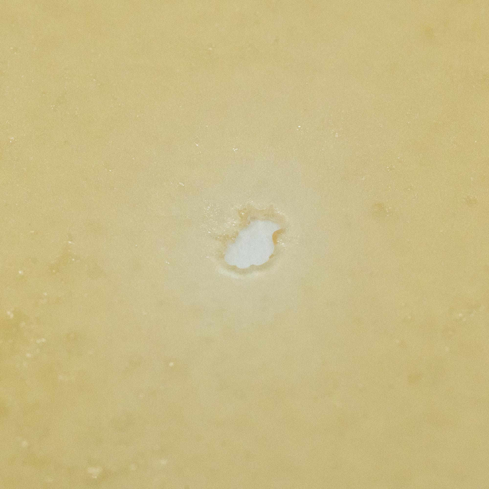 House Shatter - Candyland (Sativa) House Shatter - Candyland (Sativa)