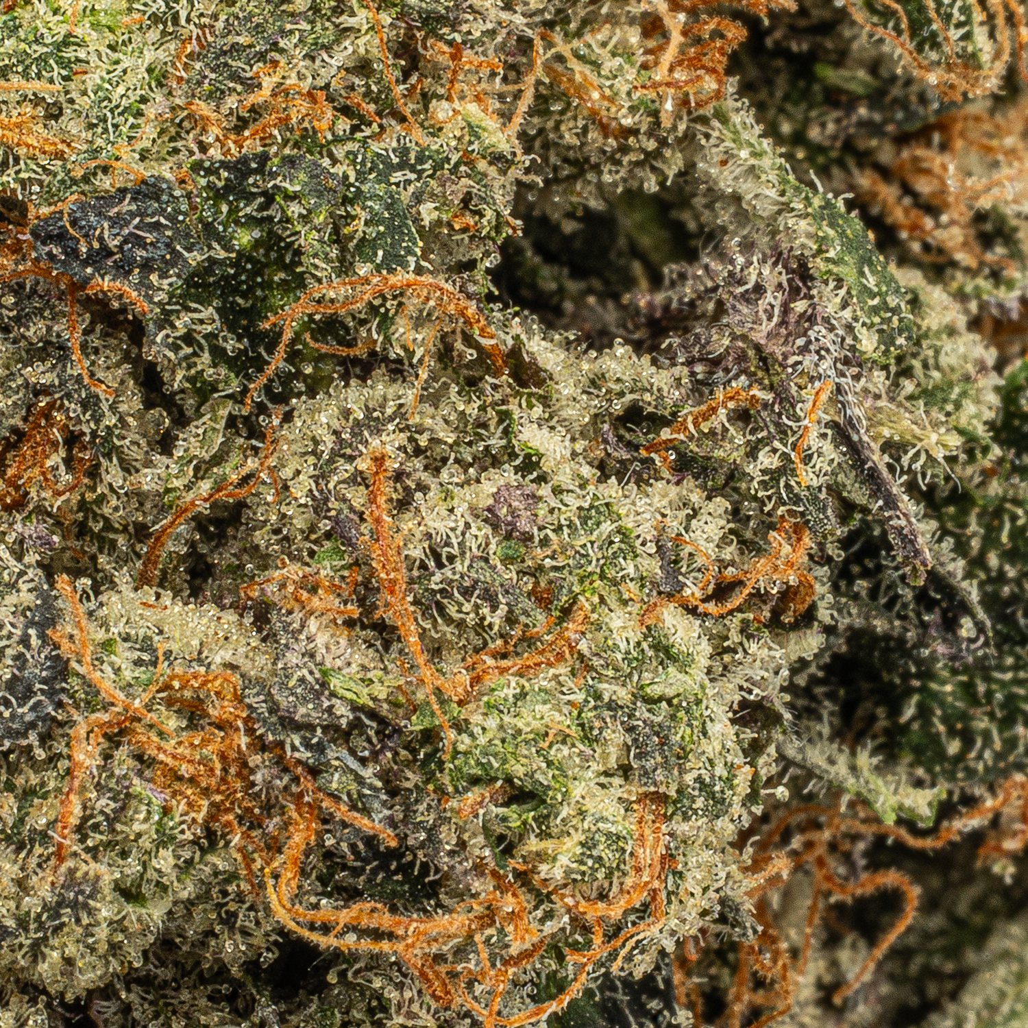 Pink Death Star (AAA) Pink Death Star (AAA)