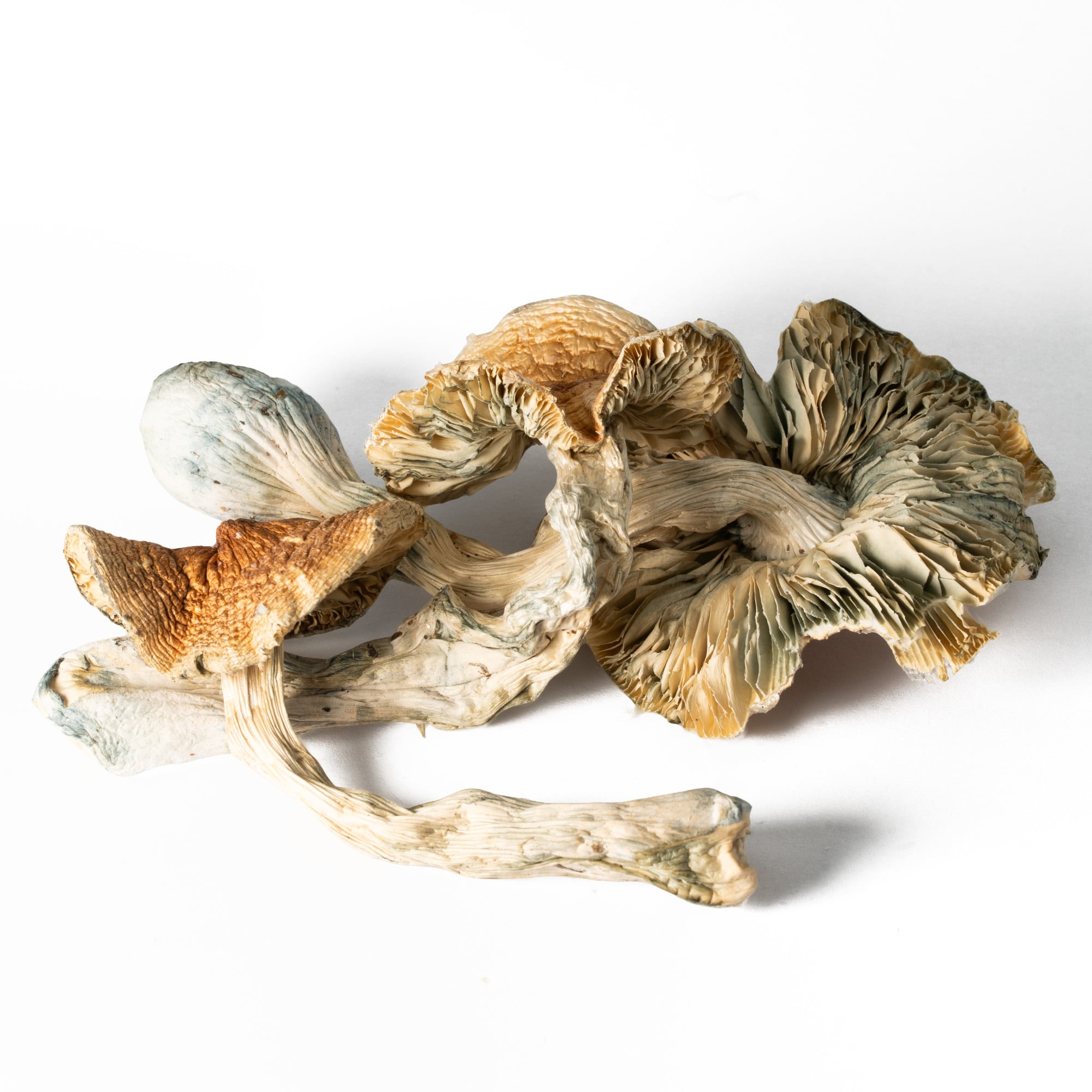 Full Moon Party Mushrooms Full Moon Party Mushrooms