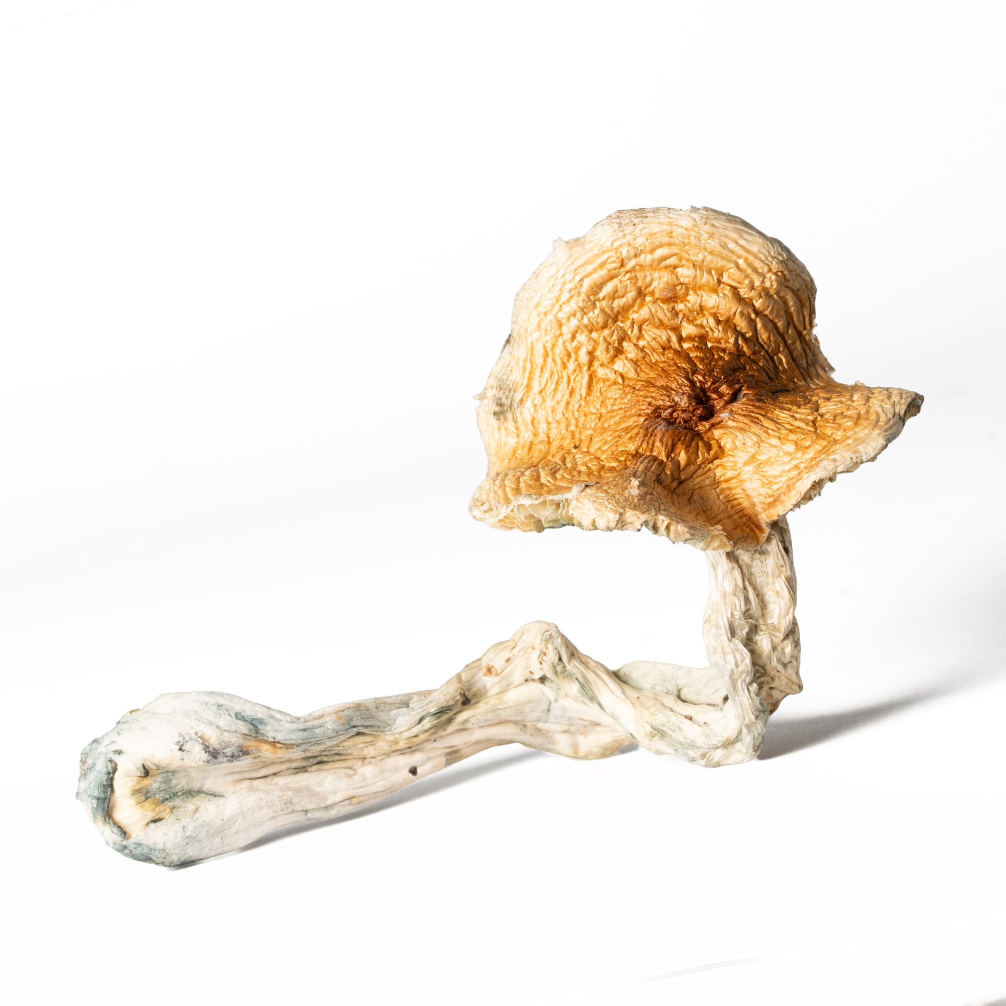 Full Moon Party Mushrooms Full Moon Party Mushrooms