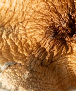 Full Moon Party Mushrooms