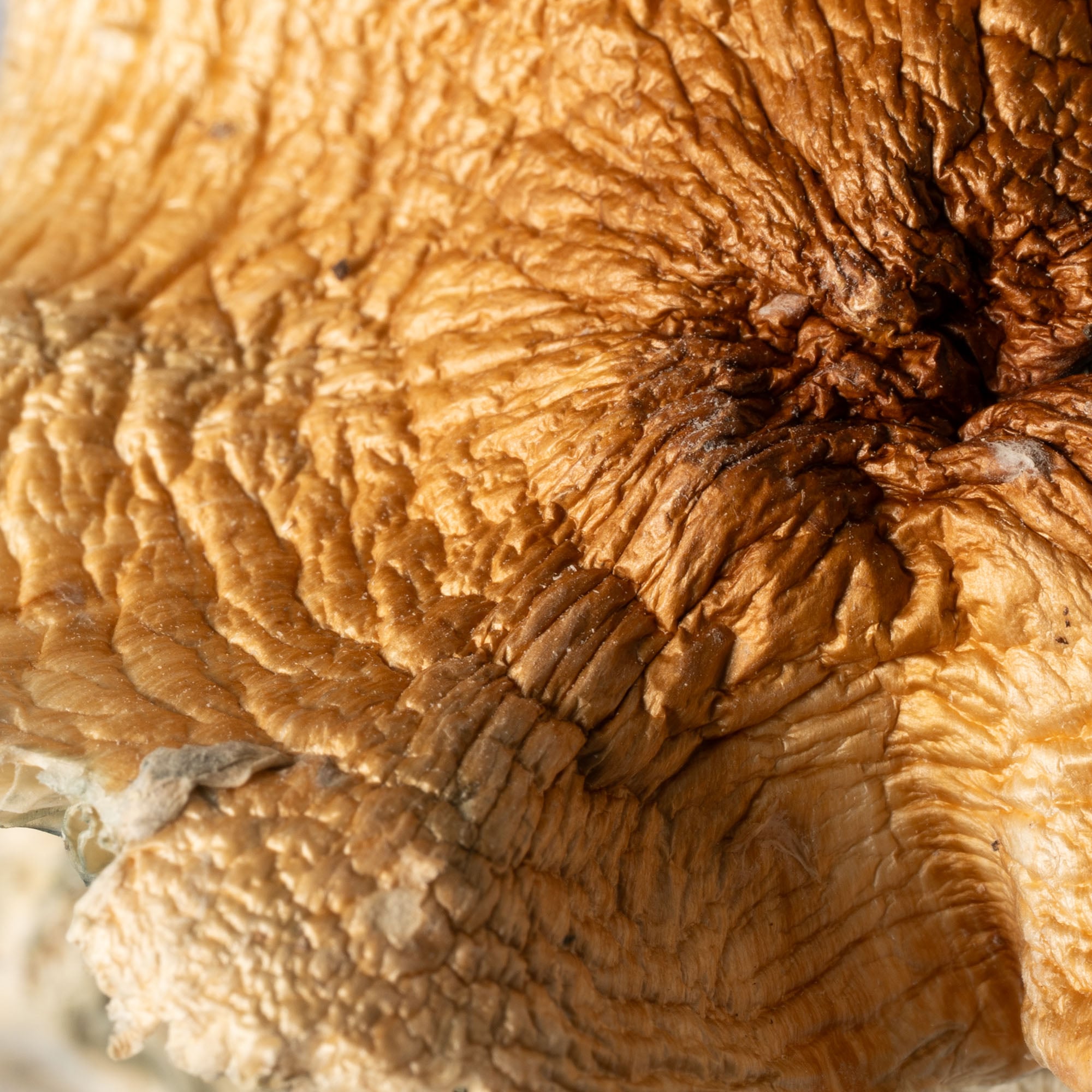 Full Moon Party Mushrooms Full Moon Party Mushrooms