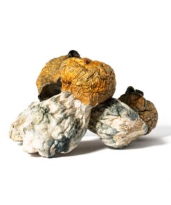 Golden Penis Envy Mushrooms