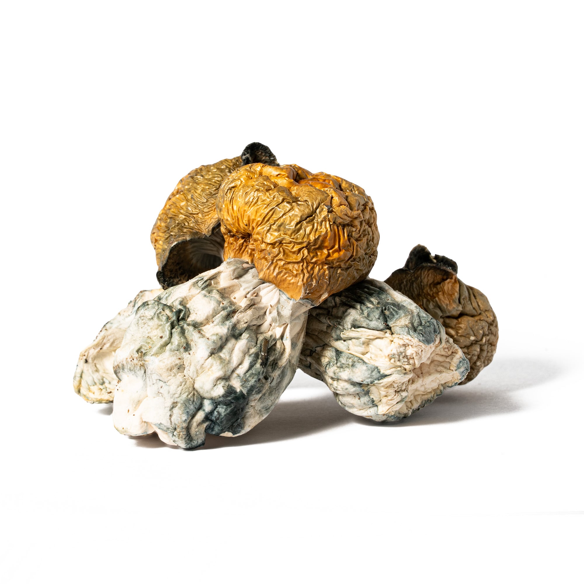 Golden Penis Envy Mushrooms Golden Penis Envy Mushrooms